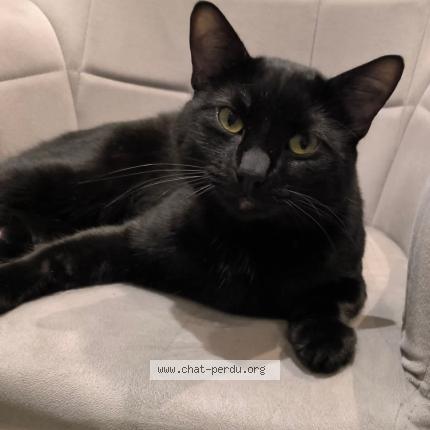 Foto 1/1 Uno Chat perdido en Sottevast