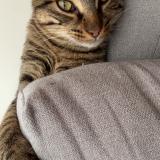 Foto del gato perdido en Greasque