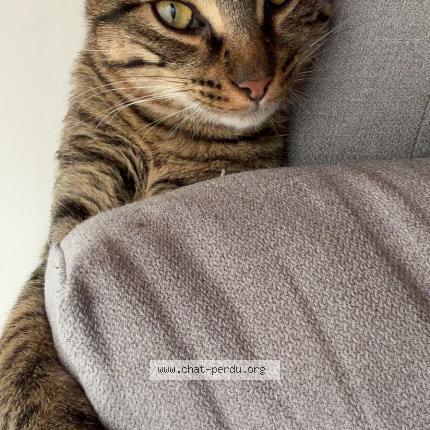 Foto 1/1 Panini Chat perdido en Greasque