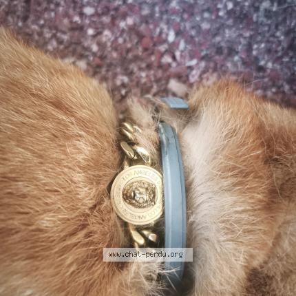 Foto 1/1 Gato encontrado Encontrado en Wittelsheim