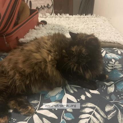 Foto 1/1 Moonie Chat perdido en Monterblanc