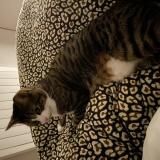 Foto del gato perdido en Phalempin