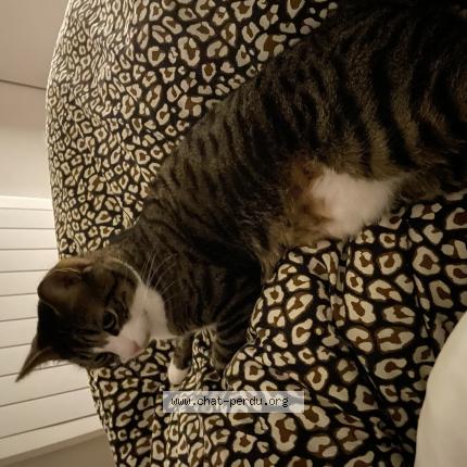 Foto 1/1 Georges Chat perdido en Phalempin