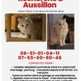 Foto del gato perdido en Mazamet