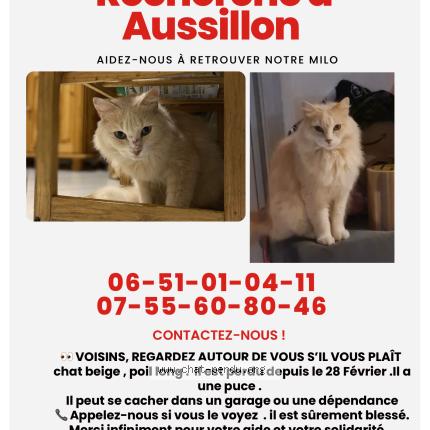 Foto 1/1 Milo Chat perdido en Mazamet