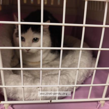 Foto 1/5 Gato encontrado Encontrado en Bruxelles