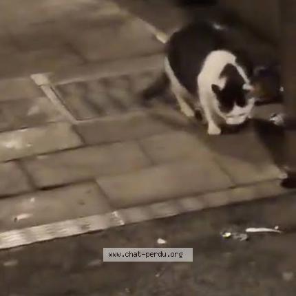 Foto 2/5 Gato encontrado Encontrado en Bruxelles