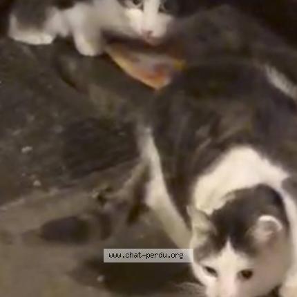 Foto 3/5 Gato encontrado Encontrado en Bruxelles