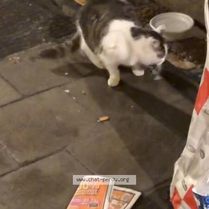 Foto 4/5 Gato encontrado Encontrado en Bruxelles