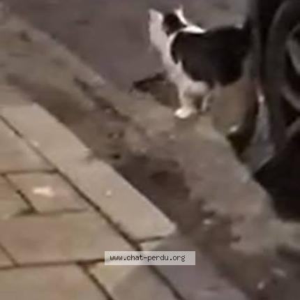 Foto 5/5 Gato encontrado Encontrado en Bruxelles