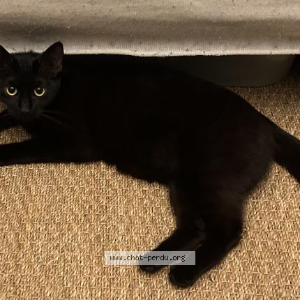 Foto 1/1 Gato encontrado Encontrado en Paris