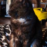 Foto del gato perdido en Les Peintures