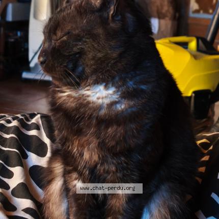 Foto 1/1 Bronx Chat perdido en Les peintures