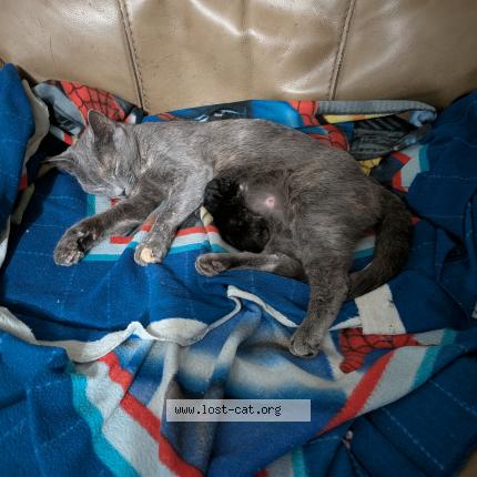 Foto 1/1 Coconut coco for short Chat perdido en Covington