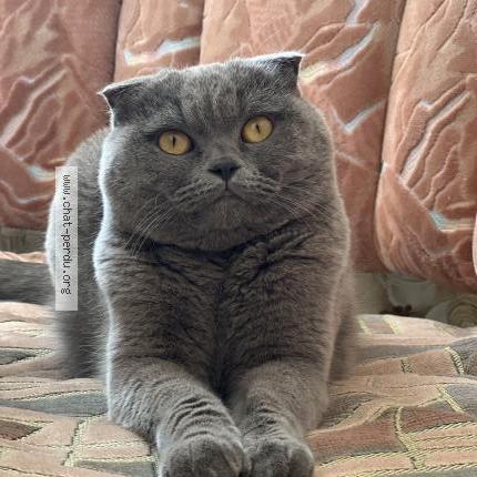 Foto 1/1 Djessi Chat perdido en Viroflay