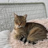 Foto del gato perdido en Sorgues