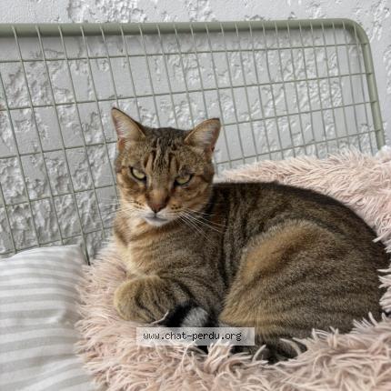 Foto 1/1 Sika Chat perdido en Sorgues