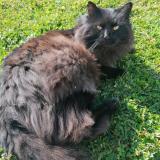 Foto del gato perdido en Saint Vallier