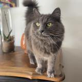 Foto del gato perdido en Chevannes