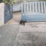 Foto del gato perdido en Toulouse