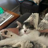 Foto del gato perdido en Searcy