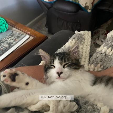 Foto 1/1 Caillou Chat perdido en Searcy