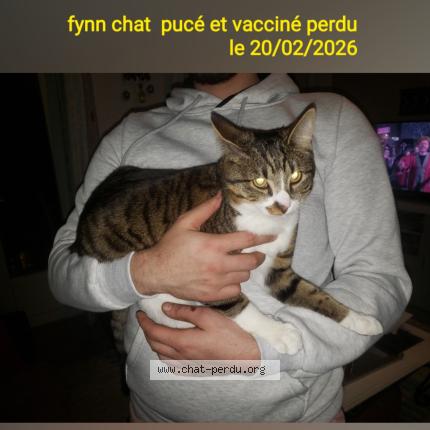 Foto 1/1 FYNN Chat perdido en Villabe