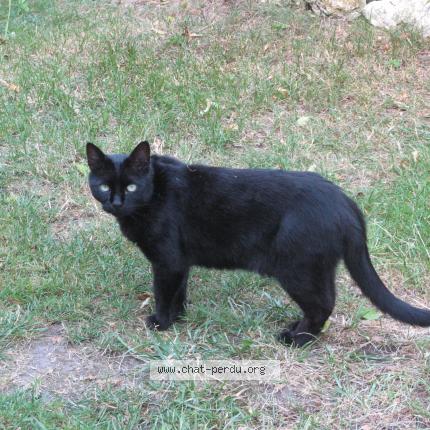 Foto 1/1 Valentine  Faustine Chat perdido en Arnage