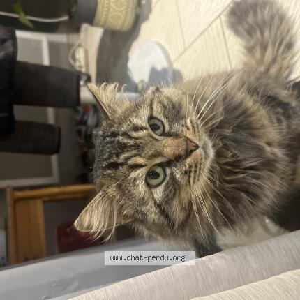 Foto 1/1 Gato encontrado Perdido en Challans