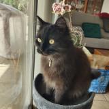 Foto del gato perdido en Vinezac