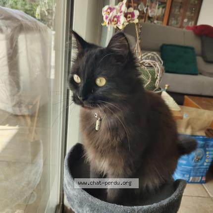 Foto 1/3 Tina Chat perdido en Vinezac