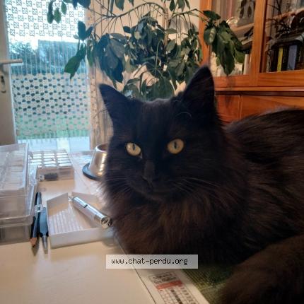 Foto 2/3 Tina Chat perdido en Vinezac