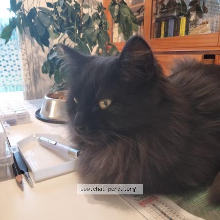 Foto 3/3 Tina Chat perdido en Vinezac