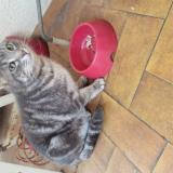 Foto de gato encontrado en Ganac