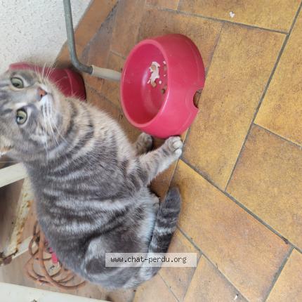 Foto 1/1 Gato encontrado Encontrado en Ganac