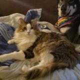 Foto del gato perdido en Nice