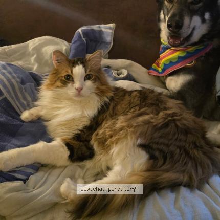 Foto 1/1 Larry Chat perdido en Nice