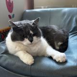 Foto del gato perdido en Plouvara