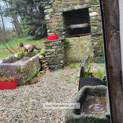 Foto 1/3 Gato encontrado Encontrado en Plouye