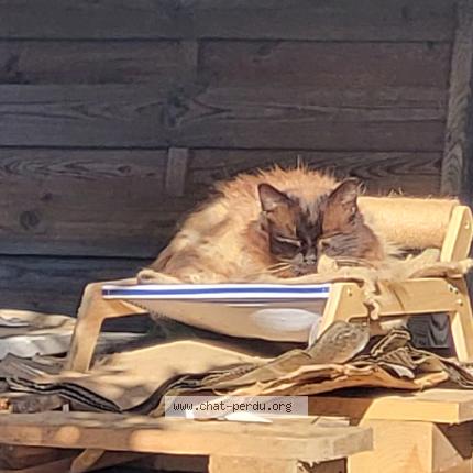 Foto 3/3 Gato encontrado Encontrado en Plouye