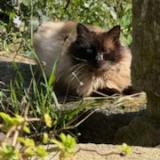 Foto de gato encontrado en Plouye