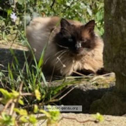 Foto 1/3 Gato encontrado Encontrado en Plouye