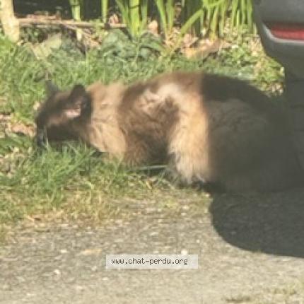Foto 2/3 Gato encontrado Encontrado en Plouye