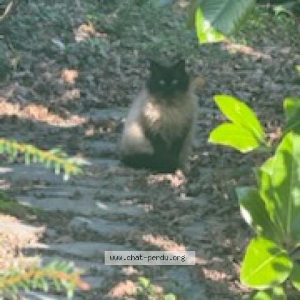 Foto 3/3 Gato encontrado Encontrado en Plouye