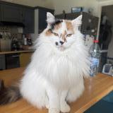 Foto del gato perdido en Paray Le Monial