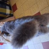 Foto del gato perdido en Marsangy