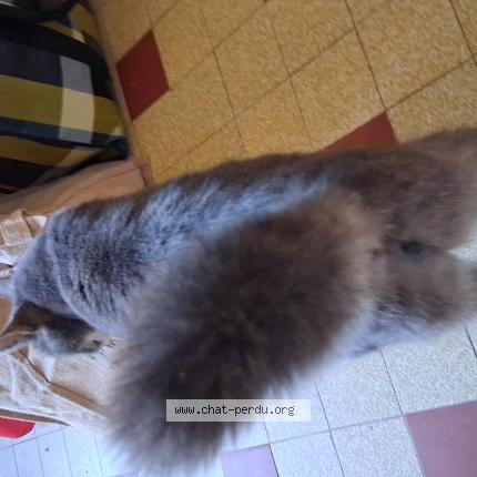 Foto 1/1 Bohème Chat perdido en Marsangy