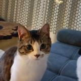 Foto del gato perdido en Mosnes