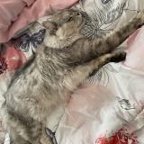 Foto de gato encontrado en M