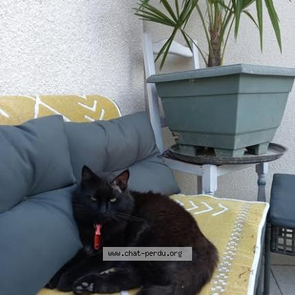 Foto 1/2 claude jomard rostagnat Chat perdido en Livron sur drome